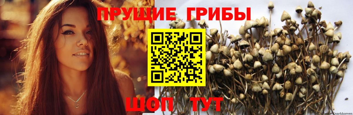 купить наркоту  Псилоцибиновые грибы прущие грибы  Вход с VPN  Карачаевск 